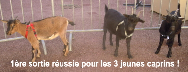 La 1&egrave;re sortie des 3  jeunes caprins 